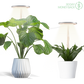 🪴💡The Plant Halo