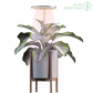 🪴💡The Plant Halo