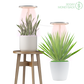 🪴💡The Plant Halo