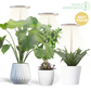 🪴💡The Plant Halo